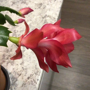 Schlumbergera truncata