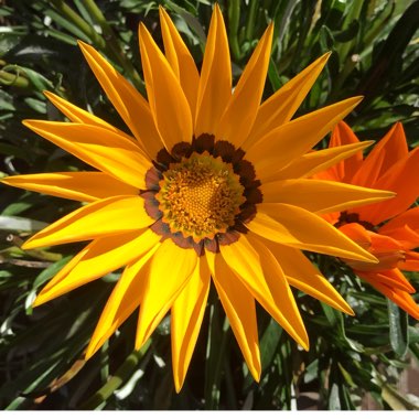 Gazania splendens 'Sunshine Mixed'