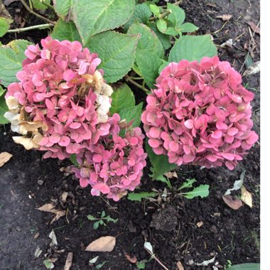 Hydrangea macrophylla 'Bailmacfive' (Endless Summer Series) syn. Hydrangea macrophylla 'Summer Crush'