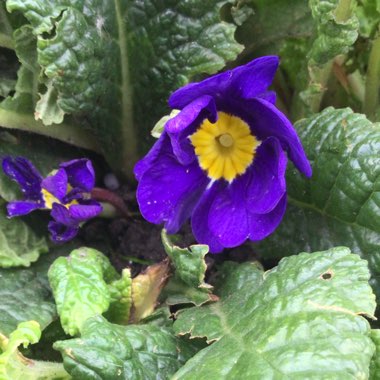 Primula polyantha 'Supernova Blue'