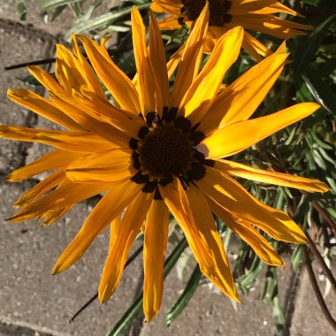 Gazania splendens 'Sunshine Mixed'