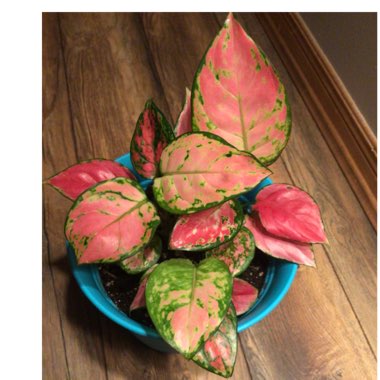 Aglaonema ‘Lucky Red'