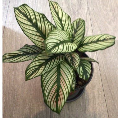 Calathea 'Whitestar'