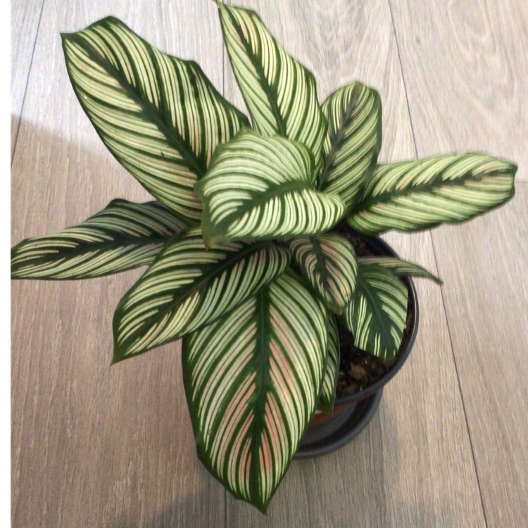 Plant image Calathea 'Whitestar'