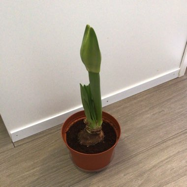 Hippeastrum (Galaxy Group) 'Apple Blossom'