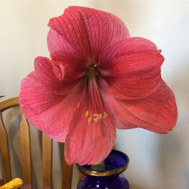 Hippeastrum (Galaxy Group) 'Apple Blossom'