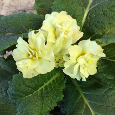 Primula