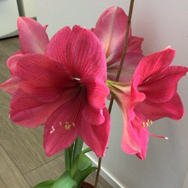 Hippeastrum (Galaxy Group) 'Apple Blossom'