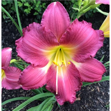 Hemerocallis 'Amadeus'