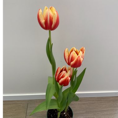 Tulipa