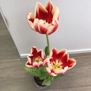 Tulipa