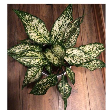 Aglaonema