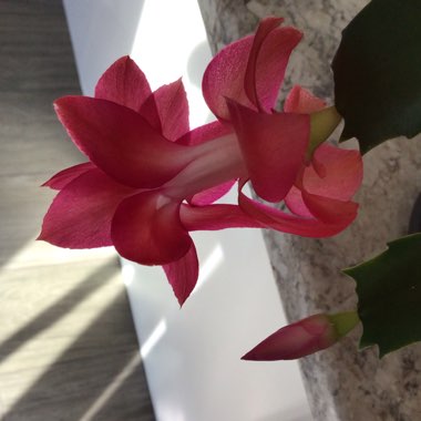 Schlumbergera truncata