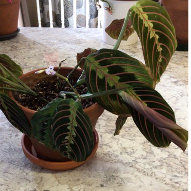 Maranta leuconeura 'Fascinator Tricolour'