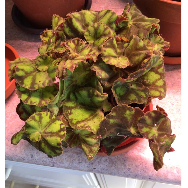 Plant image Begonia 'Tiger Paws'