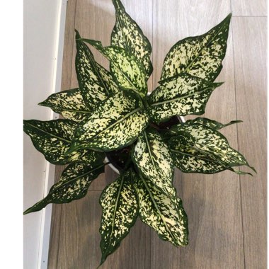 Aglaonema