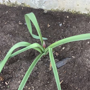 Allium hollandicum 'Purple Sensation' syn. Allium 'Purple Sensation', Allium aflatunense 'Purple Sensation'