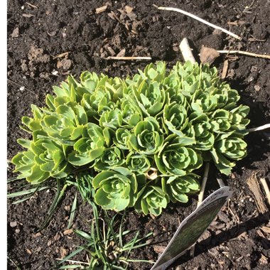 Sedum ‘Autumn Charm'