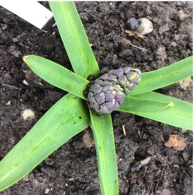 Hyacinthus orientalis