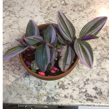 Tradescantia albiflora 'Nanouk'