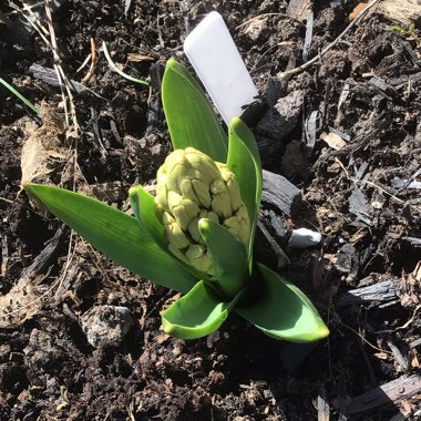 Hyacinthus orientalis