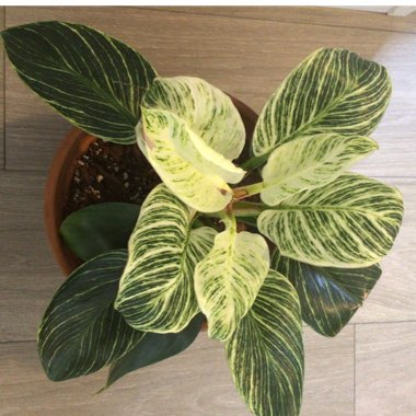 Philodendron Birkin