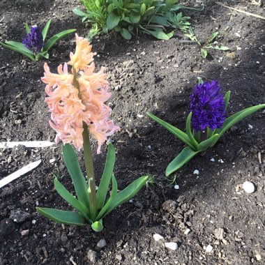 Hyacinthus orientalis