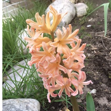 Hyacinthus orientalis 'Gipsy Queen'