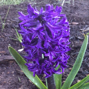 Hyacinthus orientalis