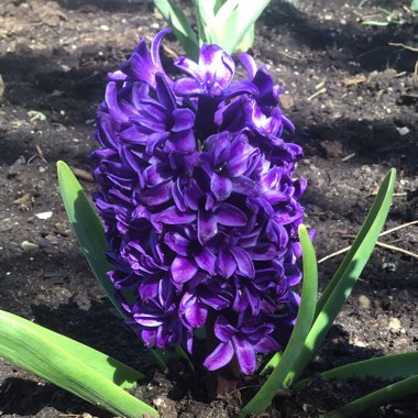 Hyacinthus orientalis