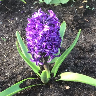 Hyacinthus orientalis