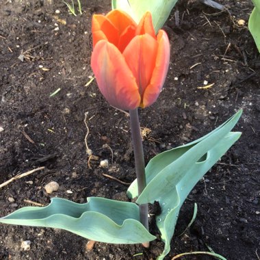 Tulipa 'Prinses Irene'