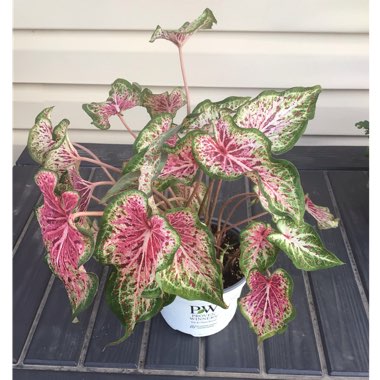 Caladium