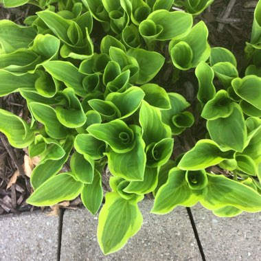 Hosta fortunei var. aureomarginata syn. Hosta 'Aureomarginata' (fortunei), Hosta fortunei 'Aureomarginata'