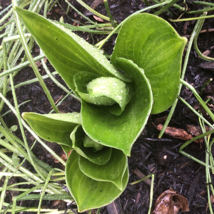 plant image 1587019