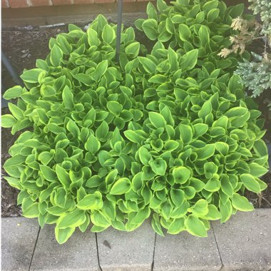 Hosta fortunei var. aureomarginata syn. Hosta 'Aureomarginata' (fortunei), Hosta fortunei 'Aureomarginata'