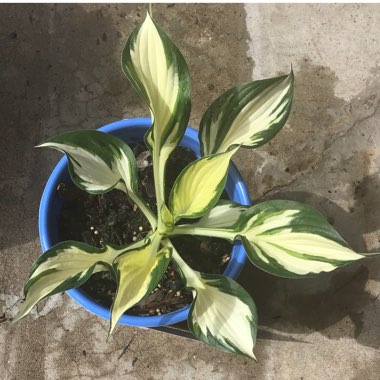 Hosta 'Fire and Ice'