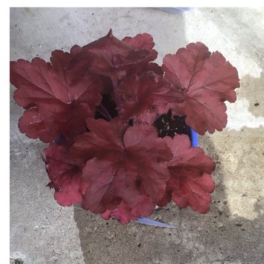 Heuchera 'Fire Alarm'