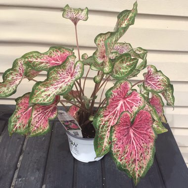 Caladium