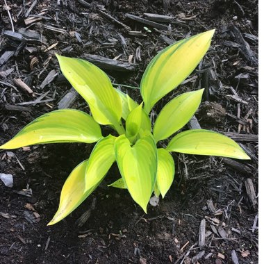 Hosta (Tardiana Group) 'June Fever'