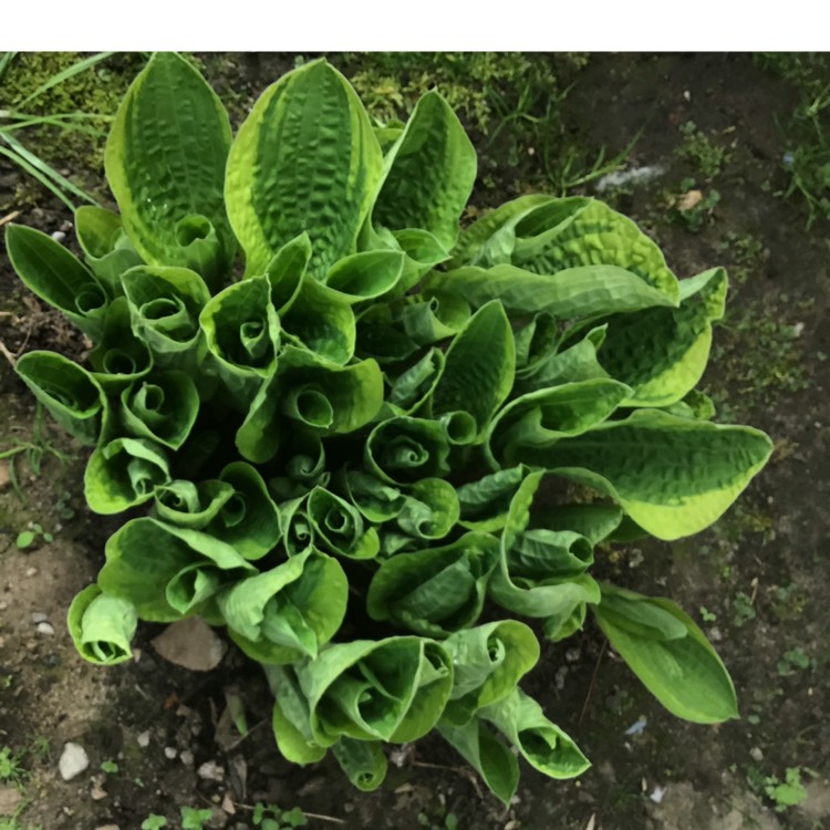 plant image 1590495