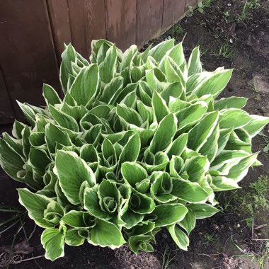 Hosta 'Aureomarginata' (ventricosa) syn. Hosta ventricosa 'Aureomarginata', Hosta 'Variegata' (ventricosa), Hosta 'Ventricosa Variegata'