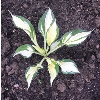 Hosta 'Fire and Ice'