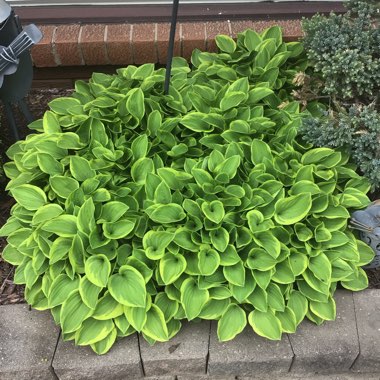 Hosta fortunei var. aureomarginata syn. Hosta 'Aureomarginata' (fortunei), Hosta fortunei 'Aureomarginata'