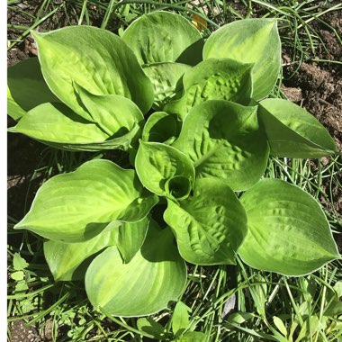 Hosta