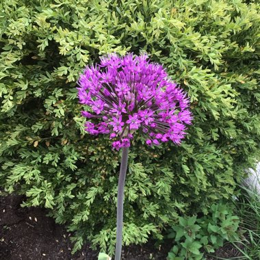 Allium hollandicum 'Purple Sensation' syn. Allium 'Purple Sensation', Allium aflatunense 'Purple Sensation'