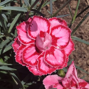 Dianthus plumarius