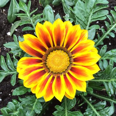 Gazania rigens Big Kiss 'Yellow Flame'