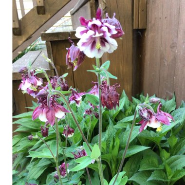 Aquilegia vulgaris 'Bordeaux Barlow'