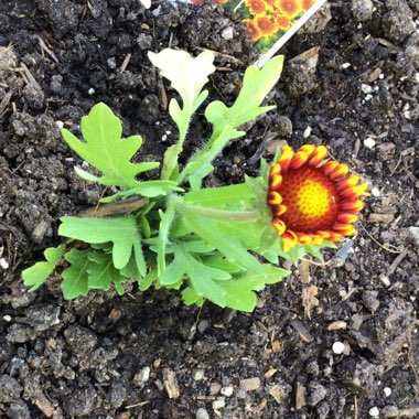 Gaillardia x grandiflora 'Arizona Sun' syn. Gaillardia 'Arizona Sun'